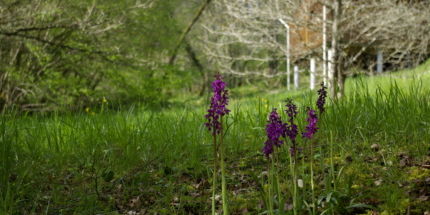 fleurs_G107250