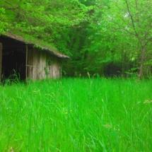 cabane dans prairie